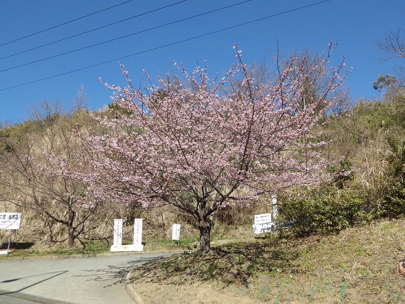坂道の桜