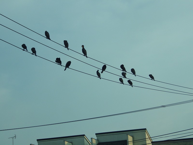 電線にとまる鳥