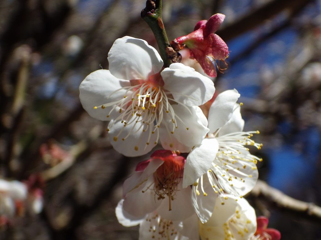 熱海梅園の梅の花