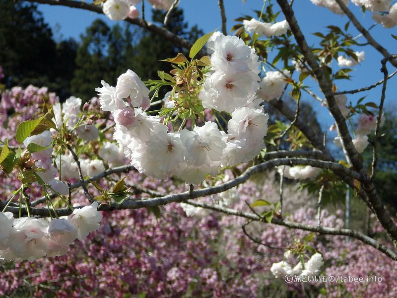 白っぽい八重桜