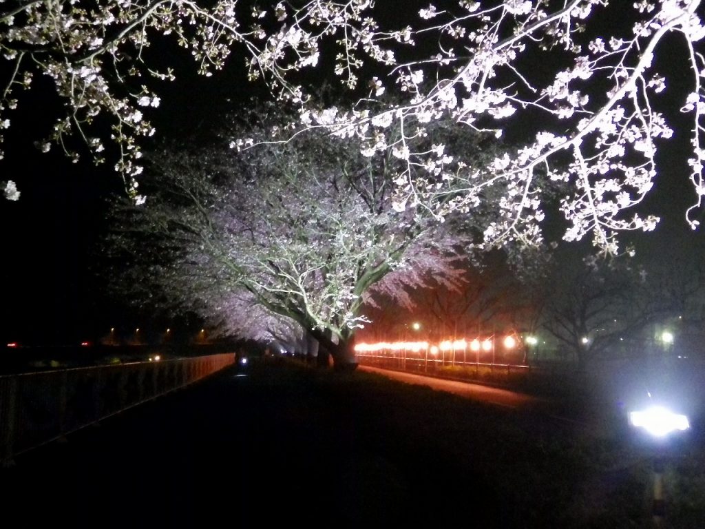 だだんべひろせの夜桜ライトアップ