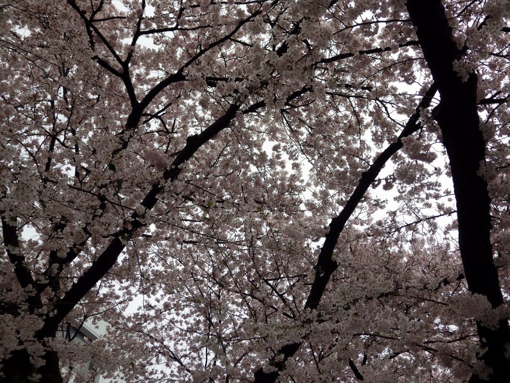 桜ドーム