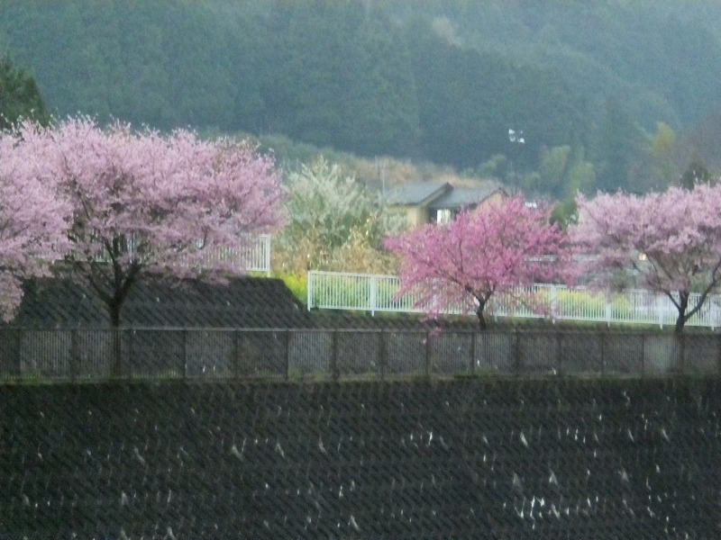 山の緑と桜のピンク