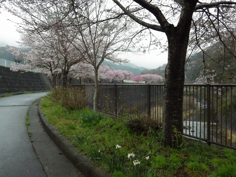 桜並木の道