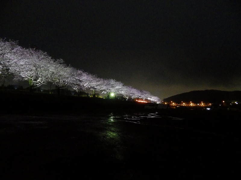 夜桜遠景