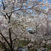名栗川の桜