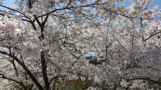 名栗川の桜
