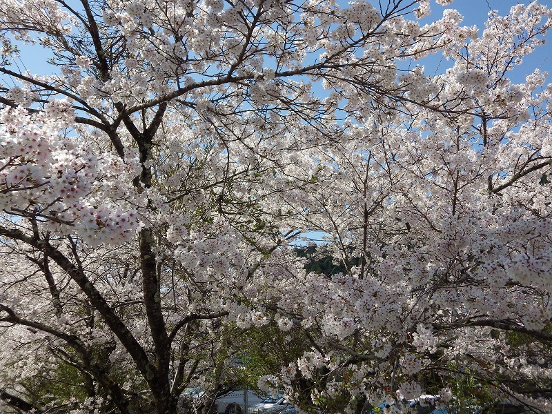 名栗川の桜