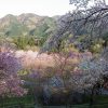 深山の花園