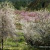 みやまの花園２