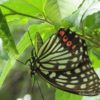 麻溝大公園の生き物たち