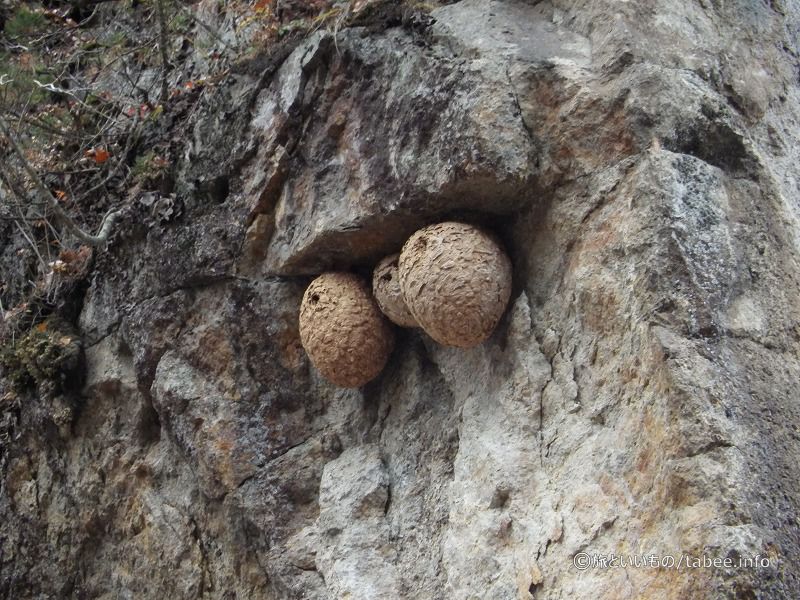 岩の下にスズメバチの巣を見つけましたよ