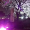 だだんべひろせの夜桜ライトアップ
