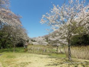春の花鑑賞会