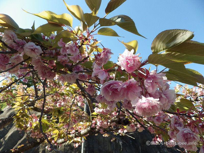5月でしたが、八重桜が咲いていました