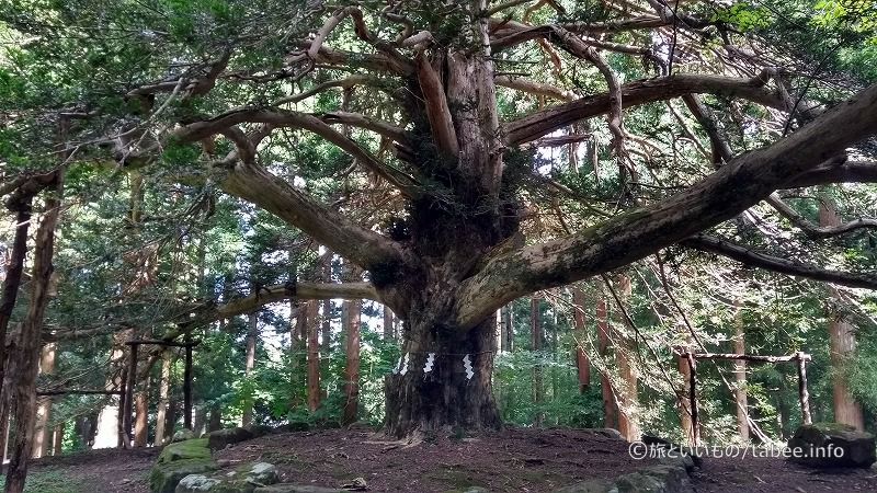 千年樹　榧の木