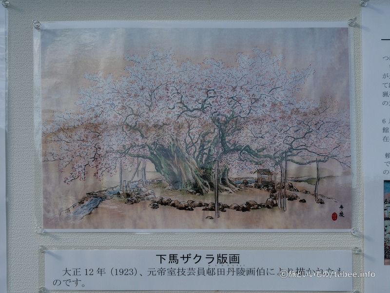 駒止めの桜の版画