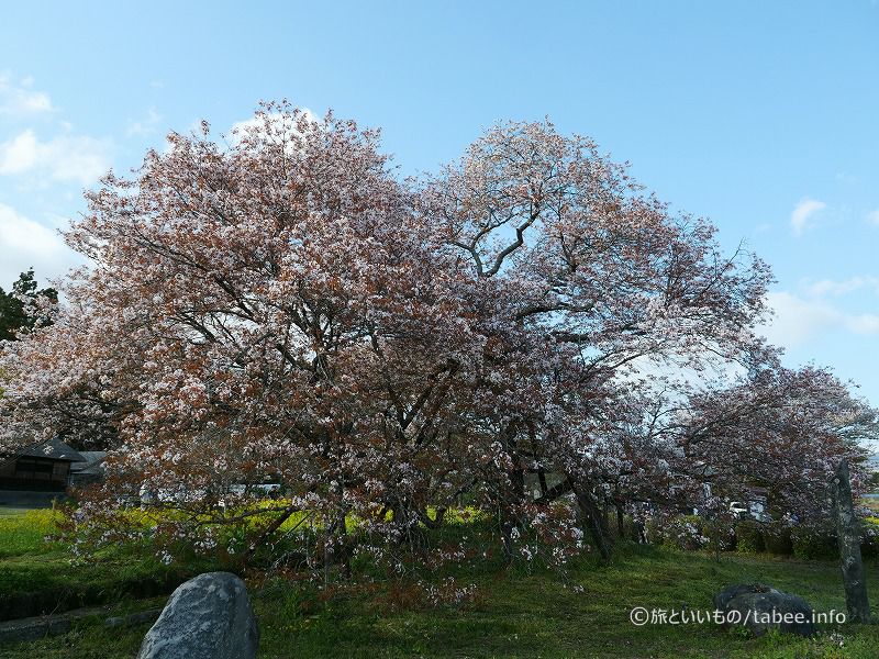 花はだいぶ散ってしまい、桜餅の色合い
