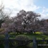 狩宿の下馬桜