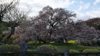 狩宿の下馬桜