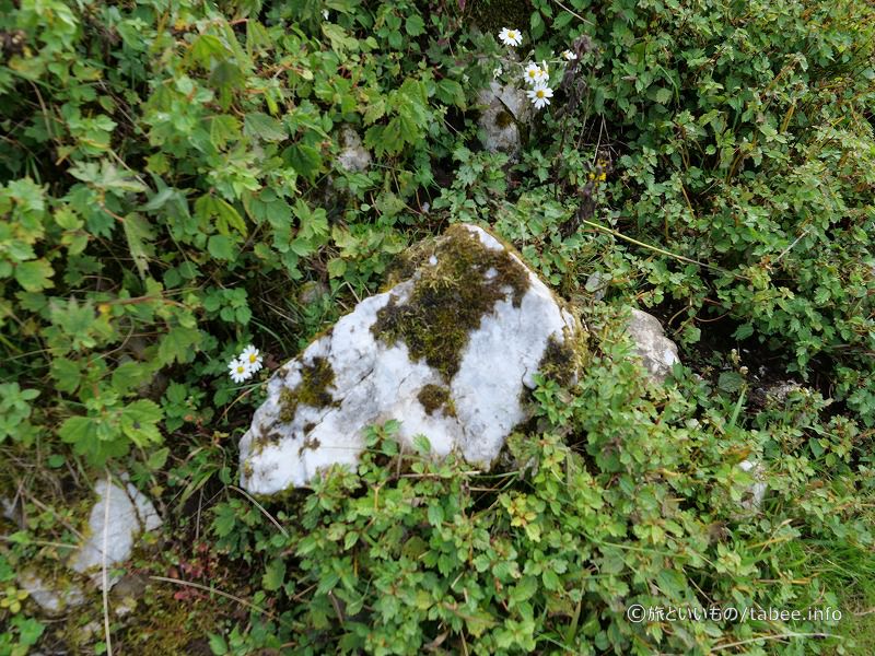白いすべすべの石に苔