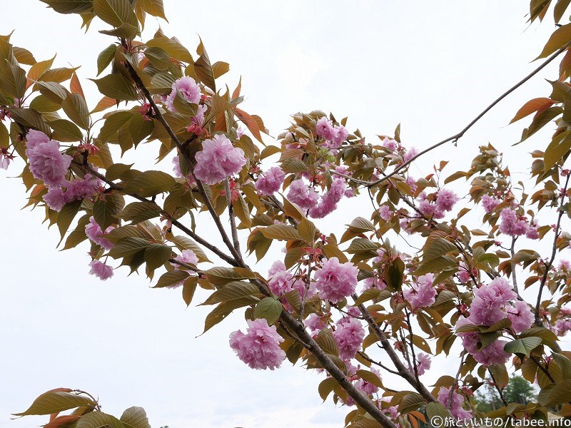 5月だったので、ゴージャスな八重桜が隆盛でした