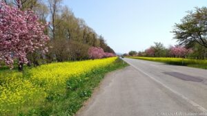 菜の花と桜の道