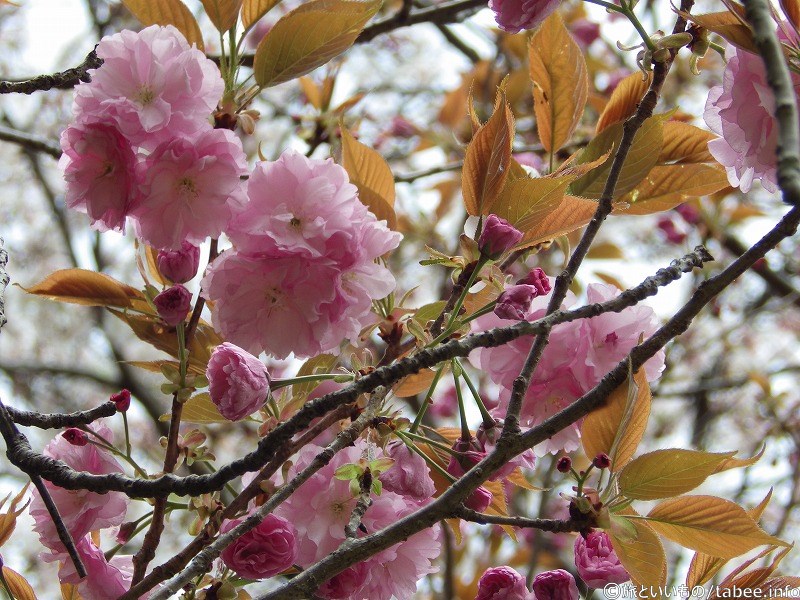 八重桜の桃色が艶やか