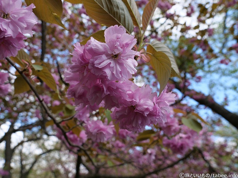 八重桜はまだまだ見ごろでした