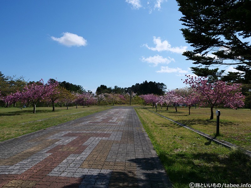 ④桜の庭園