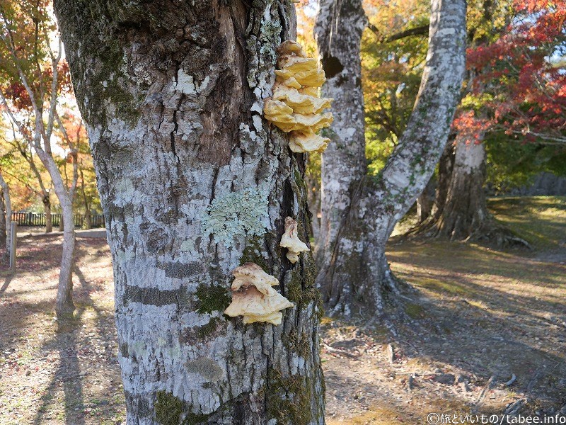 公園の木にきのこ