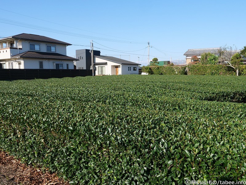 お茶畑　知覧茶が有名ですね