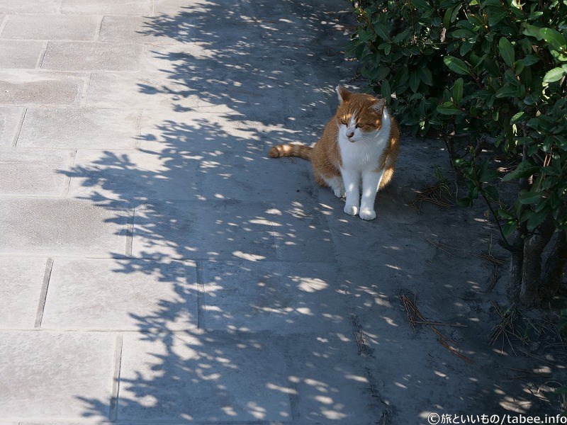 確かに野良猫があちこちにいました