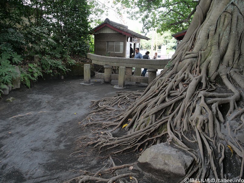 アコウのそばから埋没鳥居を眺める