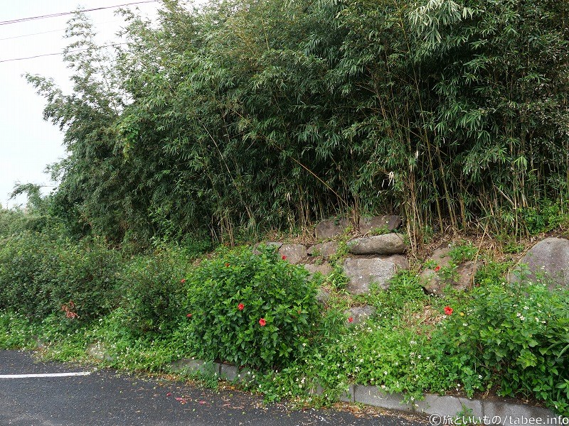 駐車場の植物