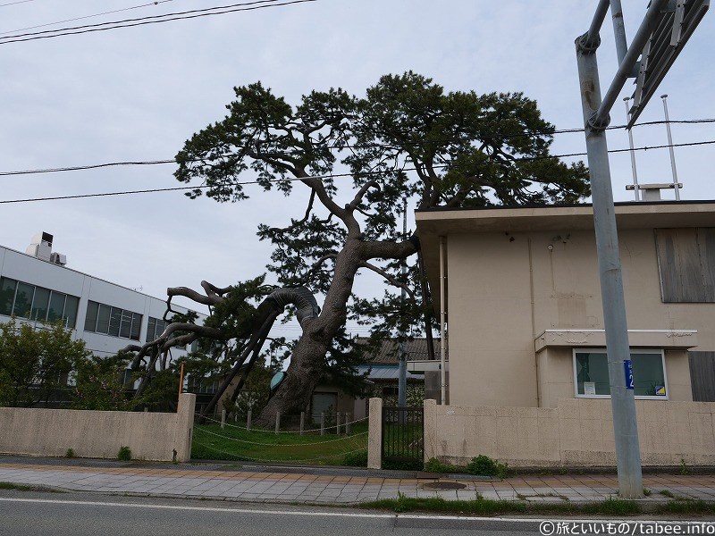新潟県指定記念物「村雨の松」