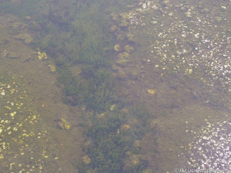 加茂湖の湖底
