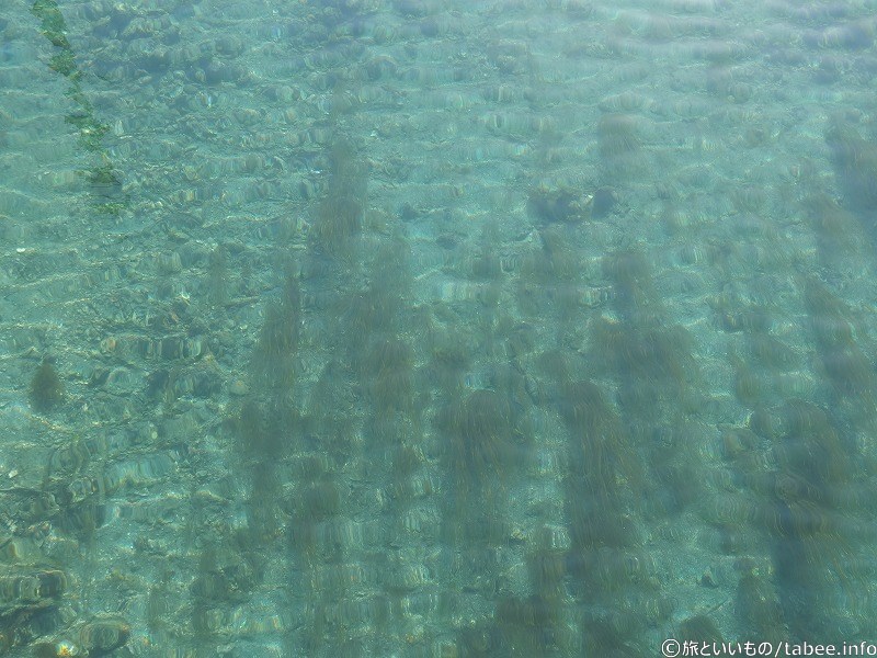 水がすごくきれいです