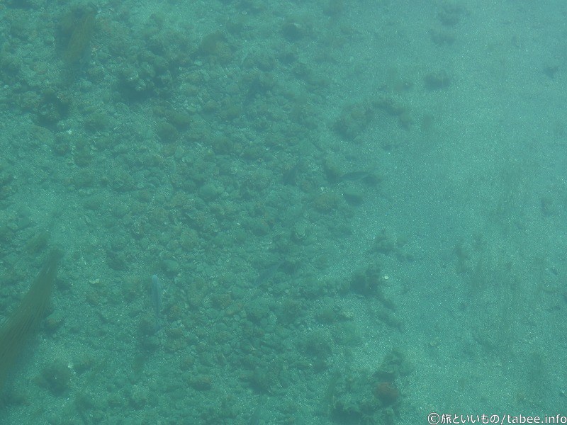 大きな魚が結構いました