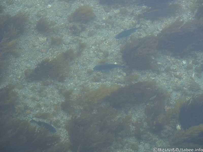 何の魚だろう