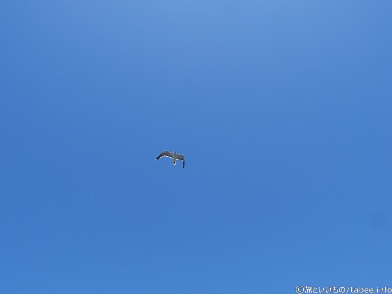 海鳥撮れた