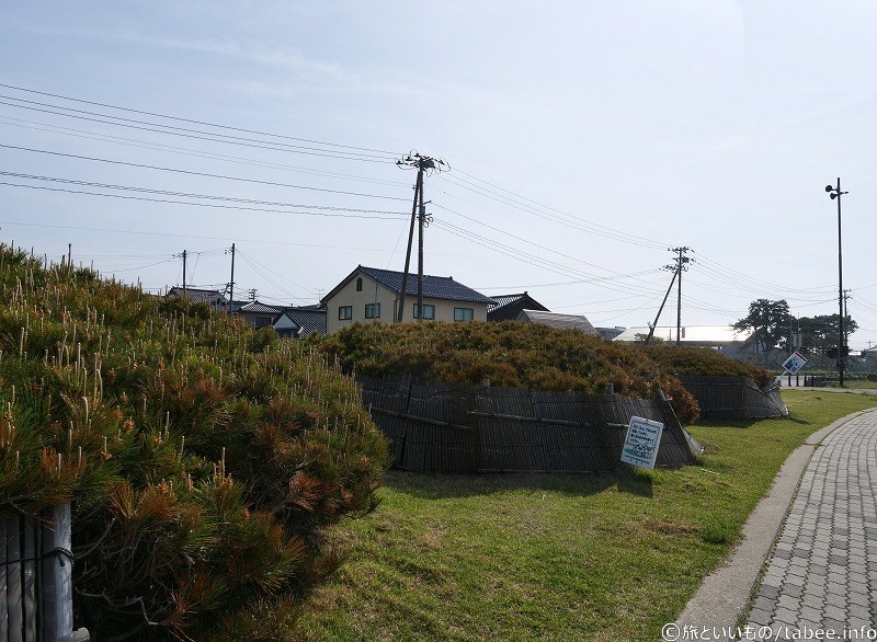 海岸防災松でしょうかユニークな形です