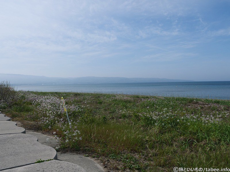 海岸の植物