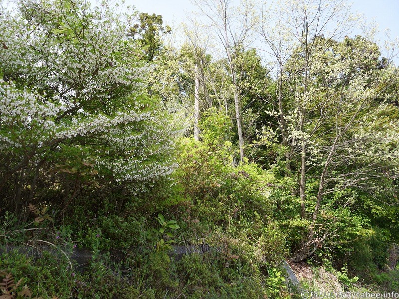 ドウダンツツジが咲いています