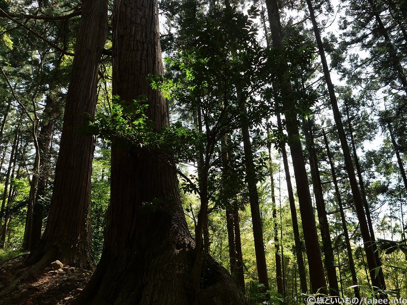 色んな濃さの緑