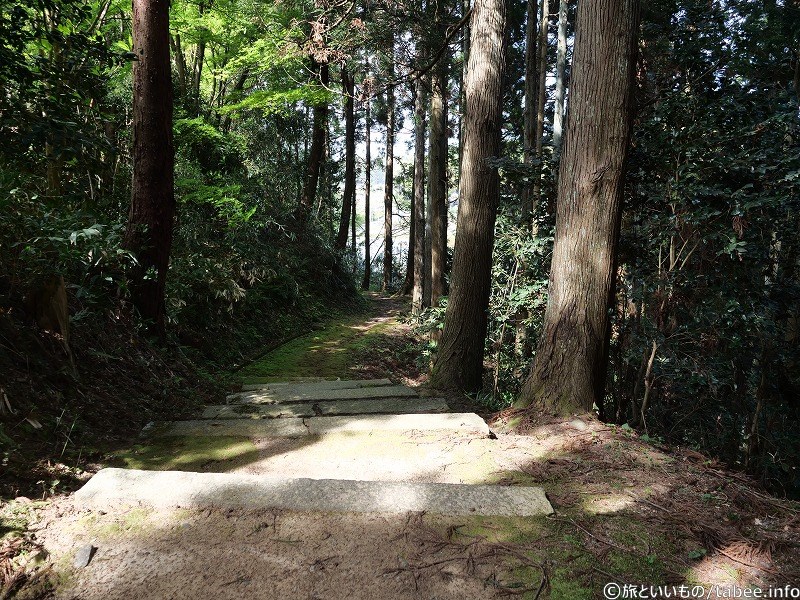 杉林と階段