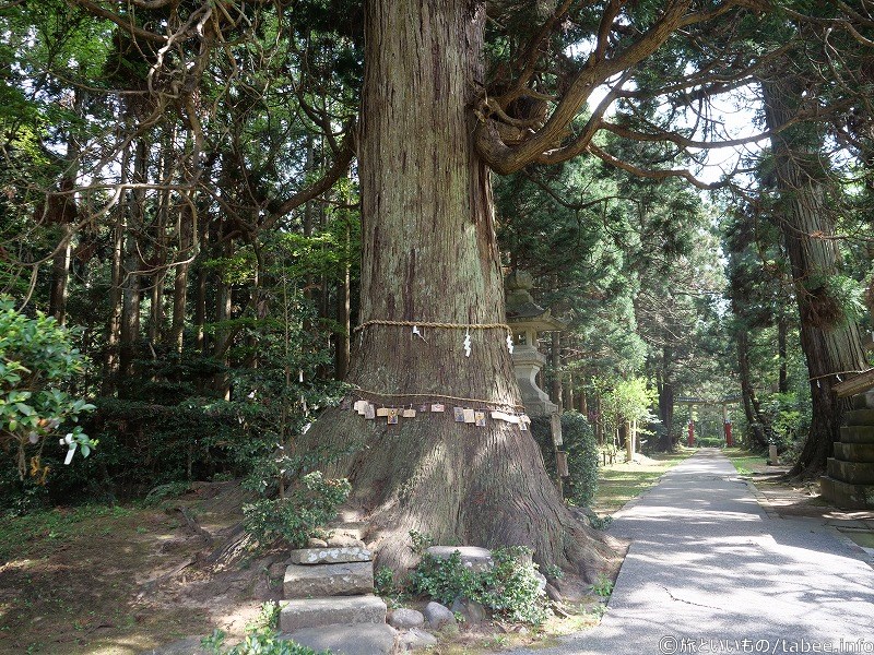 安産杉