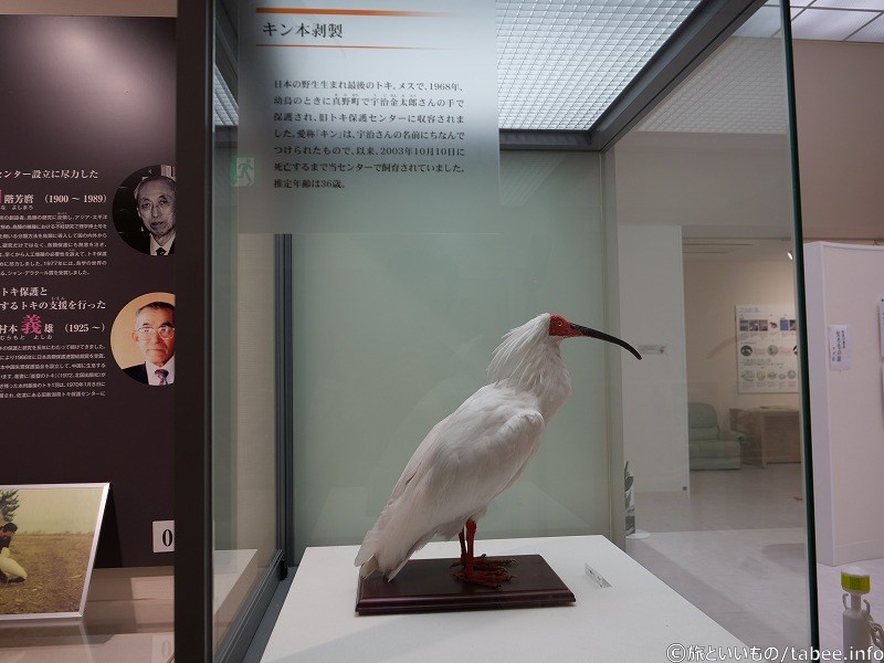 キン剥製