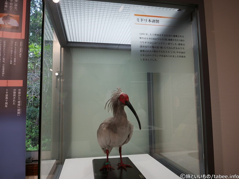 日本最後のトキの雄ミドリ