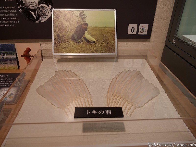 トキの羽